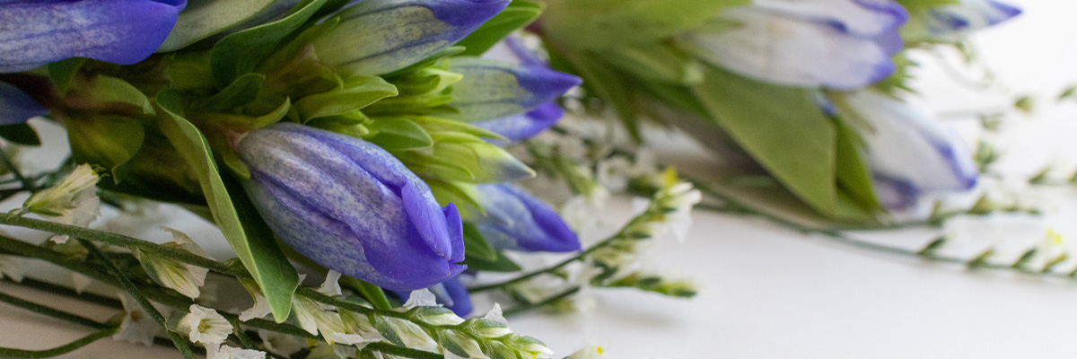 りんどうについて